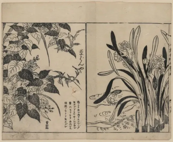 Framed Print : 1755 Print of Vines and Daffodils