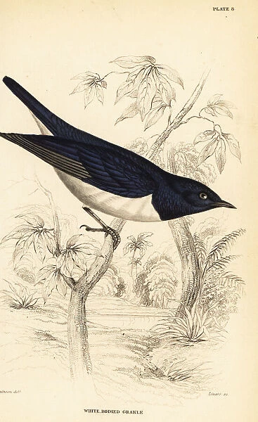 Violet-backed starling, Cinnyricinclus leucogaster