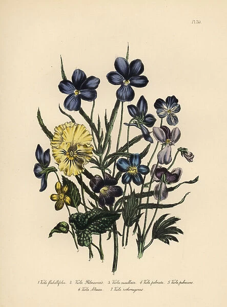 Violet species