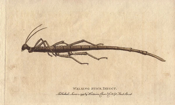 Walking stick insect from the Cape of Good