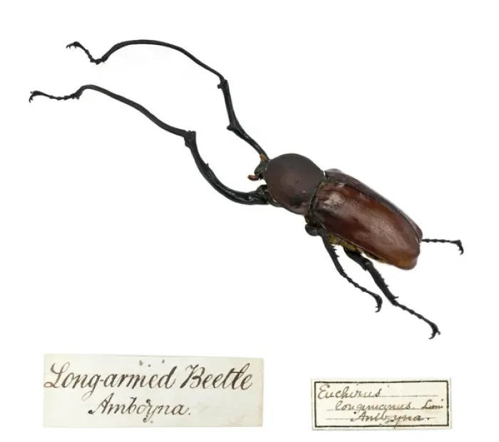 Framed Print : Wallace's Long Armed Beetle Print, Euchirus longimanus Framed Print : Wallace's Long Armed Beetle Print, Euchirus longimanus