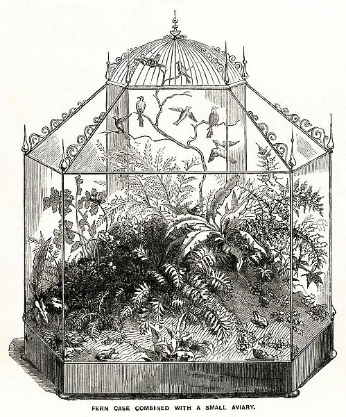 Wardian case with ferns 1857