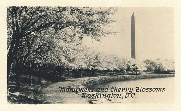 Washington DC, USA - Monument and Cherry Blossoms