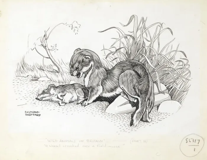 Framed Print : Weasel Print: A Crouching Predator Over a Field Mouse Framed Print : Weasel Print: A Crouching Predator Over a Field Mouse