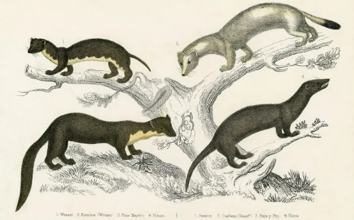 Framed Print : Weasel & Relatives Print circa 1830 Framed Print : Weasel & Relatives Print circa 1830
