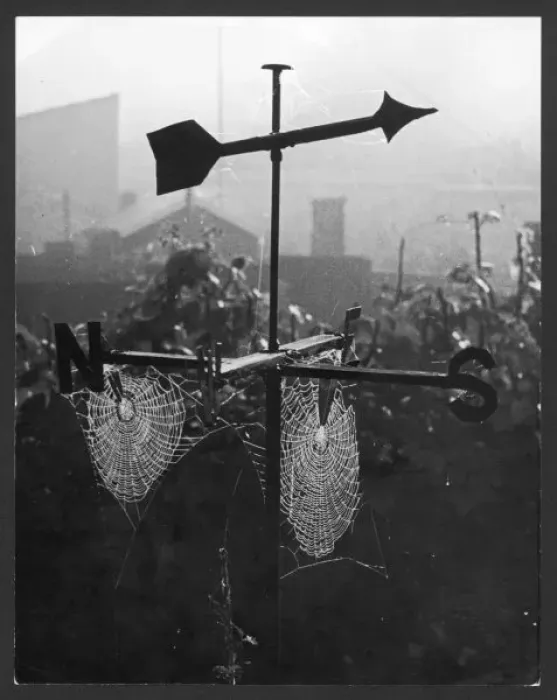 Framed Print : Weathervane with a spider's web Print Framed Print : Weathervane with a spider's web Print