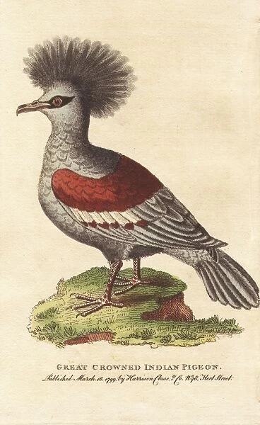 Western crowned pigeon, Goura coronata
