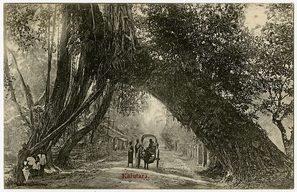 Western Sri Lanka - Kalutara - Amazing tree across a road
