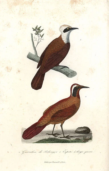White-crested laughingthrush and Malaysian rail-babbler