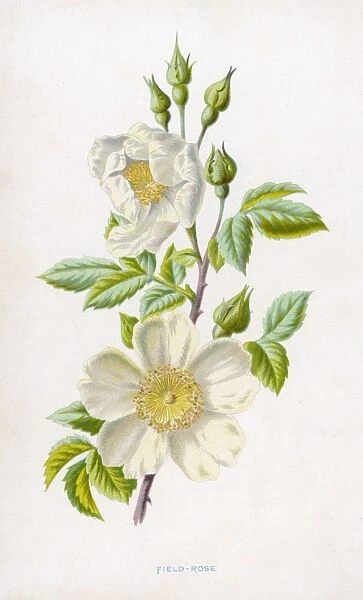 A White Field Rose
