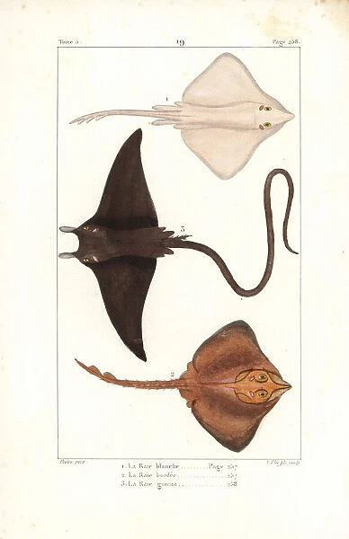 White skate (endangered) and devil ray