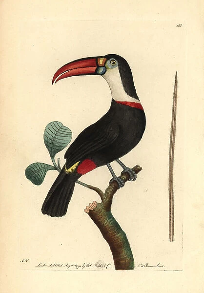 White-throated toucan, Ramphastos tucanos