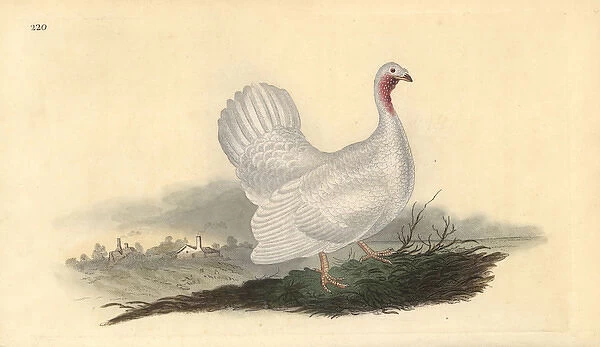 White turkey, Melagris gallopavo (variant)