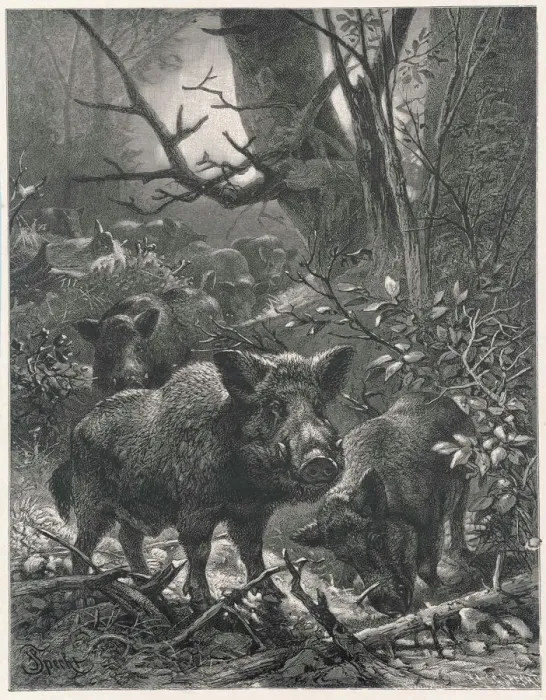 Framed Print : Wild Boar in Woods Print Framed Print : Wild Boar in Woods Print