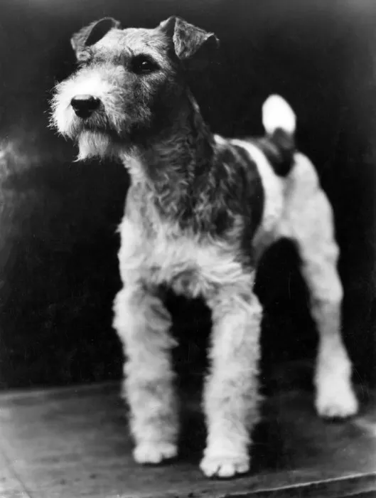 Framed Print : Wire Haired Fox Terrier Print, 1930s Framed Print : Wire Haired Fox Terrier Print, 1930s