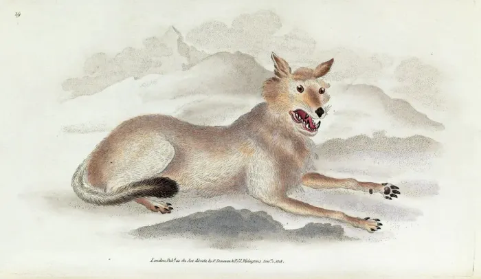 Framed Print : The Wolf Print from The Natural History of British Quadrupeds Volume 1 Framed Print : The Wolf Print from The Natural History of British Quadrupeds Volume 1