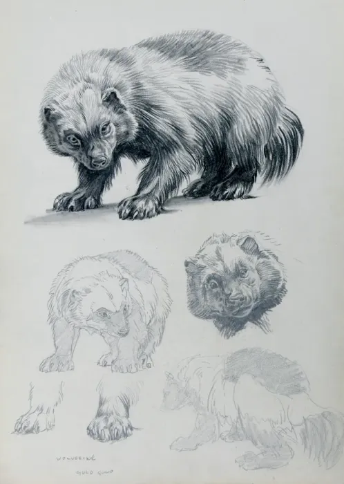 Framed Print : Wolverine Studies Print by Mary Evans Prints Online Framed Print : Wolverine Studies Print by Mary Evans Prints Online