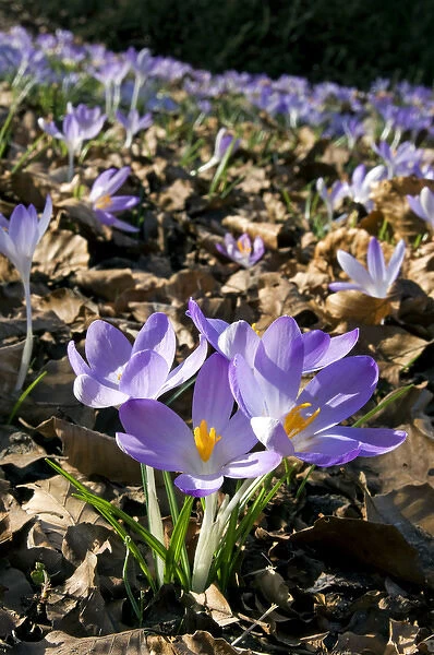 Woodland Crocus - mass flowering -ʳpring - March
