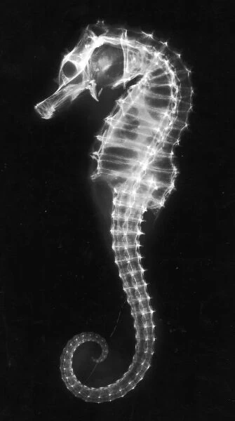 X-Ray of a Seahorse
