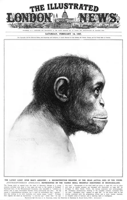 Framed Print : Young Australopithecus africanus Reconstruction Print, 1925 Framed Print : Young Australopithecus africanus Reconstruction Print, 1925