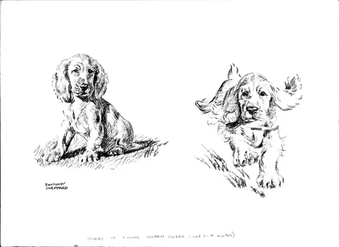 Framed Print : Young Golden Cocker Spaniel Print Framed Print : Young Golden Cocker Spaniel Print