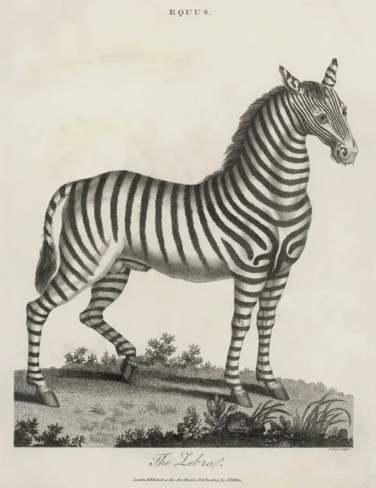 Framed Print : Zebra Print 1803 Framed Print : Zebra Print 1803