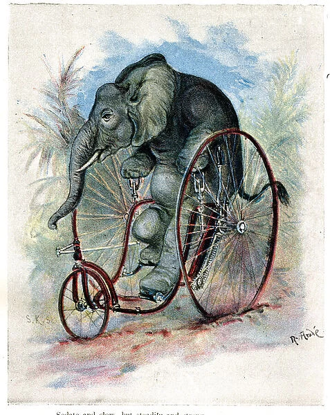 Zoo Animals Up To Date on Cycles - Elephant on Velocipede