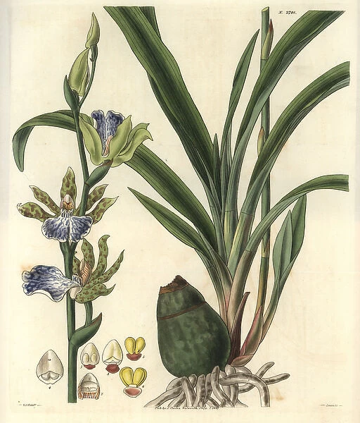 Zygopetalon mackaii, spotted zygopetalum orchid
