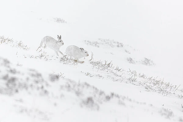 13131037. Mountain Hare (Lepus timidus) - adults with winter pelage fighting