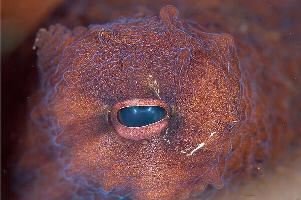 13131062. Eye of Day Octopus - close-up - Seraya Beach Resort house reef