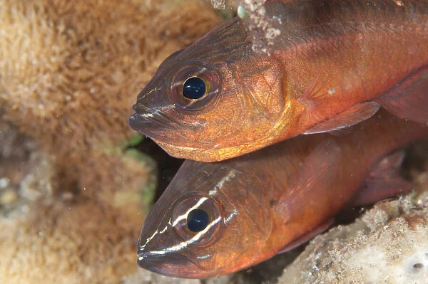 13131063. Pair of Moluccan Cardinalfish - Aer Prang dive site