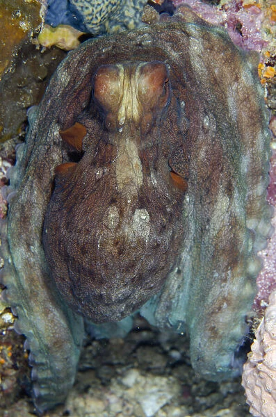 13131075. Day Octopus - Batu Mandi dive site, Bangka Island