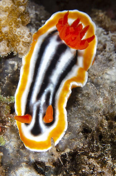 13131093. Magnificent Chromodoris Nudibranch - Sanggamau dive site