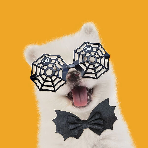 13131160. Samoyed Dog, puppy 5 weeks old wearing Halloween glasses and bow tie Date