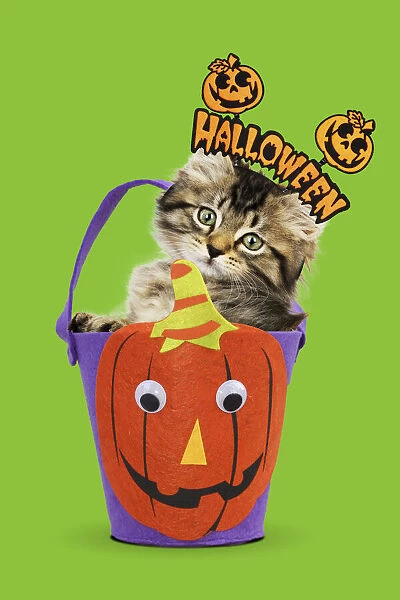 13131163. Cat, kitten in halloween bucket Date