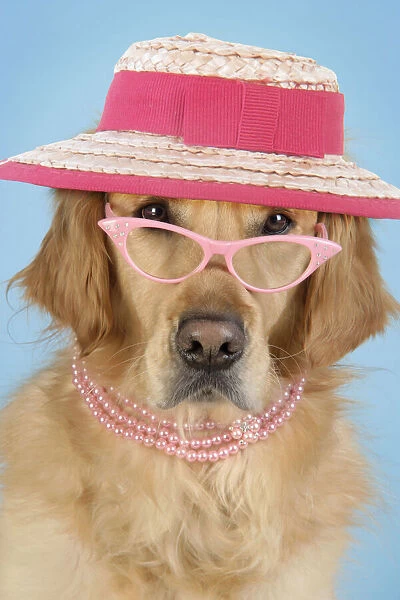13131279. Golden Retriever Dog - wearing glasses, necklace and hat Date