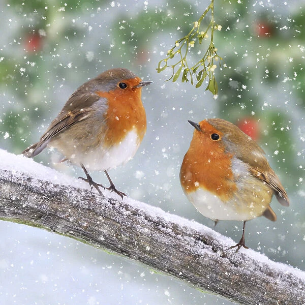 13131295. Robins, on branch in winter snow Date