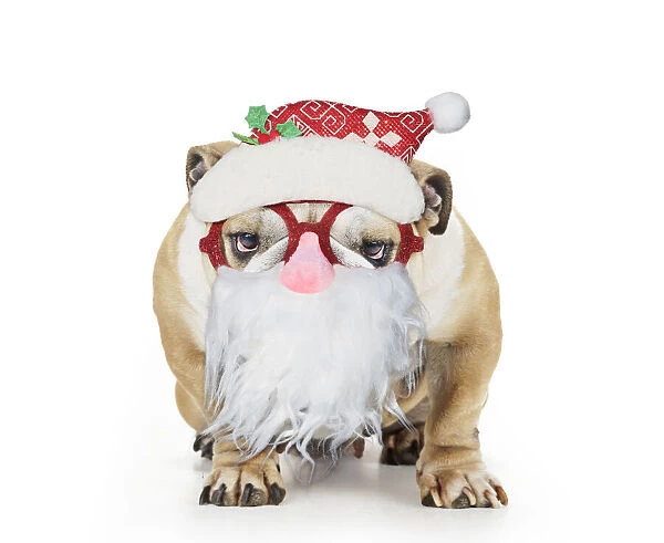 13131297. Bulldog wearing Father Christmas glasses Date