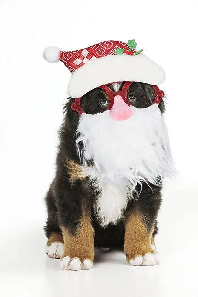13131301. Bernese Mountain Dog puppy sitting wearing Father Christmas glasses Date
