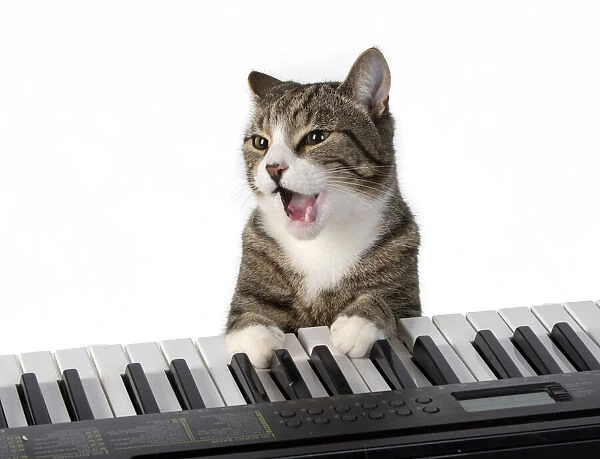 13131450. CAT. sitting at piano keyboard, paws on keys, studio, white background Date