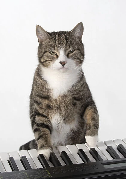 13131452. CAT. sitting at piano keyboard, paws on keys, studio, white background Date