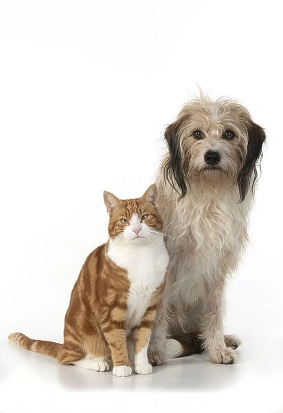 13131536. CAT & DOG. Ginger & white cat sitting with a hairy cross breed dog