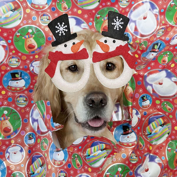 13131647. DOG - Golden retriever looking through a hole in wrapping paper Date