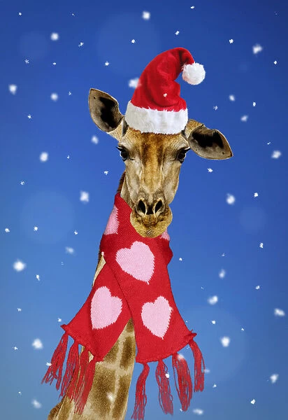 13131728. Giraffe - wearing Christmas scarf Date