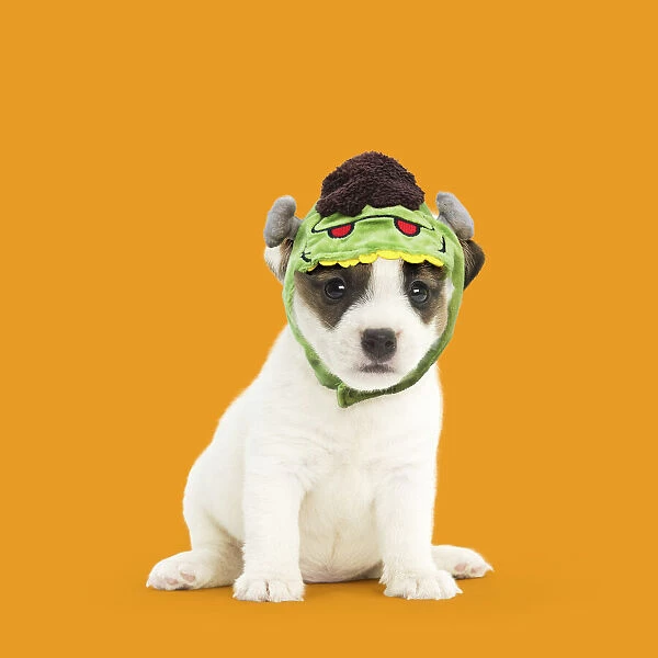 13131739. Jack Russell Terrier Dog, puppy wearing Frankenstein's monster hat Date