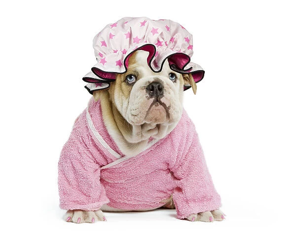 13131784. Dog - English Bulldog - puppy dressed up in pink dressing gown in studio Date