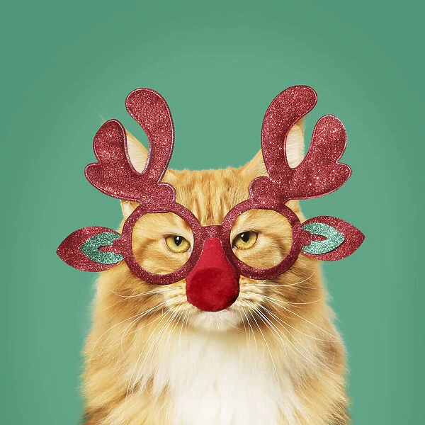 13131813. Ginger Maine Coon Cat, wearing Christmas antler glasses Date
