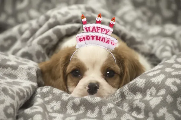 Happy Birthday Cavalier King Charles Lovers Cavalier King Charles