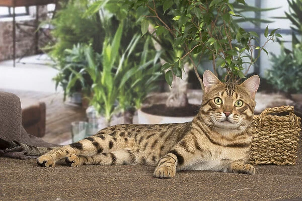13131895. Bengal cat indoors Date
