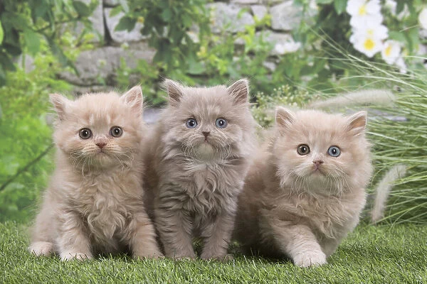 13131983. British longhair kittens outdoors in the garden Date